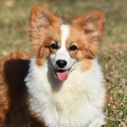 Sasha - Pembroke Welsh Corgi