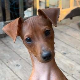 Red boy 1 Mr Big - Red male Miniature Pinscher puppy in Granby, Connecticut from Cross Bay Labradors