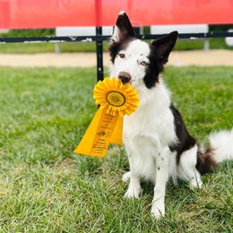 Zofi - Border Collie