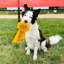 Zofi - Border Collie