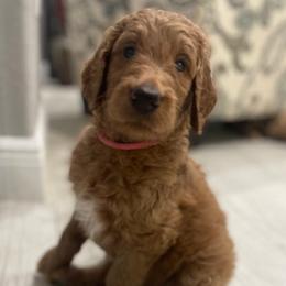 Goldendoodle Puppies from Daisy's Doodles Miami