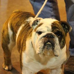 Bulldogs from Micki Jablonski