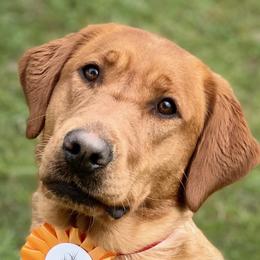 Rosie - Labrador Retriever