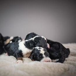 Female 4 - Tri-color female Bernedoodle puppy in Caldwell, Idaho from Boise Doodle Co.