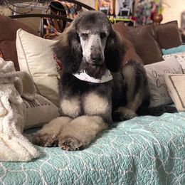 Goldendoodle Puppies from First Mountain Doodles