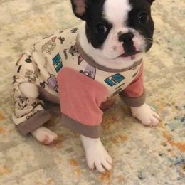 French Bulldog Puppies from Elite Bullies Miami