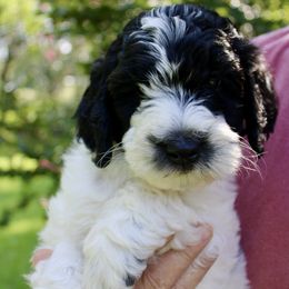 Rolly - Black male Labradoodle puppy in Dothan, Alabama from Circle City Labradoodles