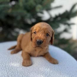 Silver Collar Girl - Golden female Golden Retriever puppy in Salt Lake City, Utah from Deseret Peak Goldens