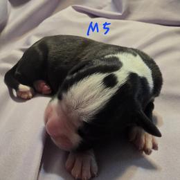 Male 5 - Brindle male Boxer puppy in Leland, North Carolina from Ocean Breeze Boxers