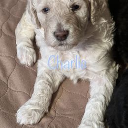 Poodle Puppies from Amanda Winrotte