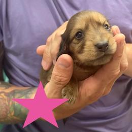 Buffy - Wild boar female Dachshund puppy in St Johns, Arizona from Glamorous Doxies
