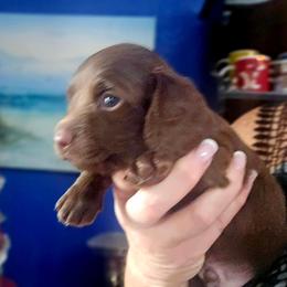 Chocolate boy - Chocolate male Dachshund puppy in Port Charlotte, Florida from Vicki's Dachshund Crossing
