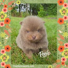 Pooh - AKC - Lavender male Pomeranian puppy in Eatonville, Washington from Foxy Forest Poms