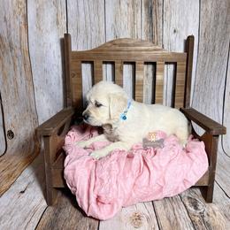 Cupcake - Light golden female Golden Retriever puppy in Macks Creek, Missouri from Fluffy Buttz