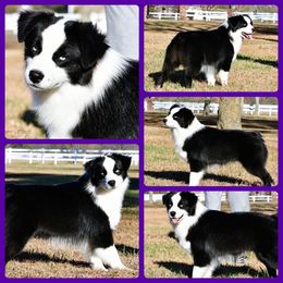 Floyd - Australian Shepherd