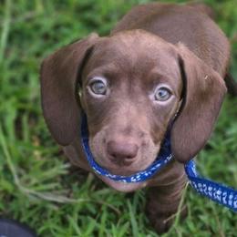 Shai - Chocolate male Dachshund puppy in Dade City, Florida from Kingpindoxies