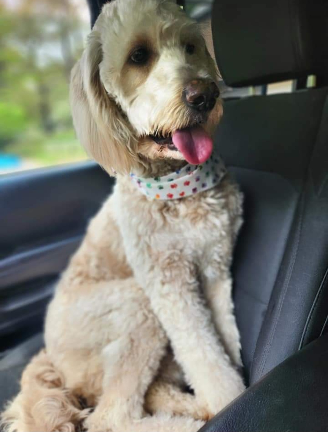 Riley - Goldendoodle