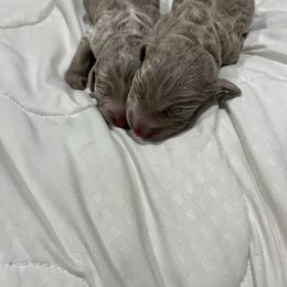 Girl 1 pink - Silver gray female Weimaraner puppy in Payson, Arizona from Desert skyes weims