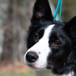Fenty - Border Collie
