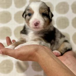Daffodil - Blue merle female Australian Shepherd puppy in Salinas, California from AA Aussies