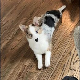 American Corgi and Pembroke Welsh Corgi All Grown Up from Boba Tea Corgis