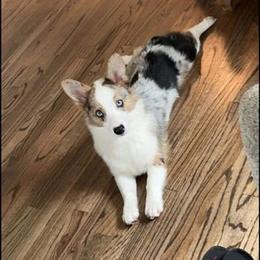 American Corgi and Pembroke Welsh Corgi All Grown Up from Boba Tea Corgis