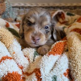 Lucky - Dapple female Dachshund puppy in Grants Pass, Oregon from Redwood Dachshunds