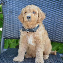 Bernedoodle, Bernese Mountain Dog, and Goldendoodle Puppies from Pleasant Acre Farms