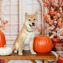 Kenta - Red male Shiba Inu puppy in Friendswood, Texas from Bluebonnet Shibas