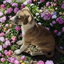 Elmer - White and red brindle male Whippet puppy in Plainfield, Indiana from Rose Acre Whippets