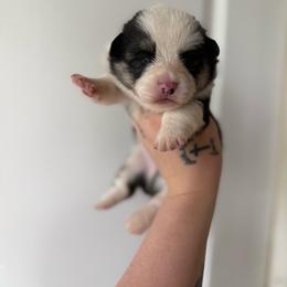 Boy 2 - Black and tan male Pembroke Welsh Corgi puppy in Aberdeen, Washington from Coastal country Farms