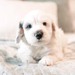 Hickory - Merle male Bernedoodle puppy in Lima, Ohio from Hommel’s Mini Darling Doodles