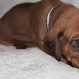Redbone Coonhound Puppies from Shannon Family Redbone Coonhounds