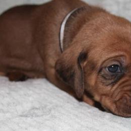 Redbone Coonhound Puppies from Shannon Family Redbone Coonhounds