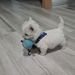 West Highland White Terrier Puppies from Westies of Morrison