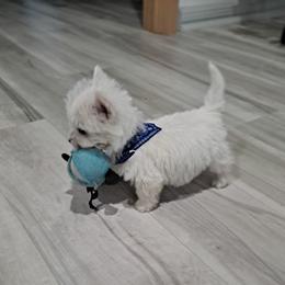 West Highland White Terrier Puppies from Westies of Morrison