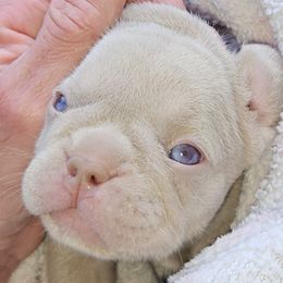 French Bulldog Puppies from St Louis Frenchies