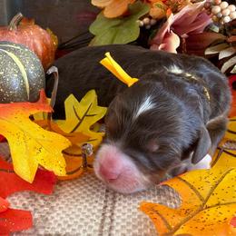 Cinnamon - Tri-color female Bernedoodle puppy in Gilbert, Arizona from The Berne Barn... it’s a Doodle thing!