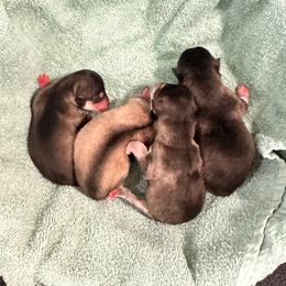 Wednesday - Black and white female Alaskan Klee Kai puppy in Richlands, North Carolina from Regal Alaskan Klee Kai