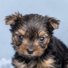 Roscoe - Black and gold male Yorkshire Terrier puppy in Flowood, Mississippi from Maltese Dollhouse