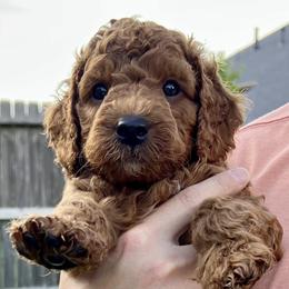 Goldendoodles and Poodles from Little Potatoes