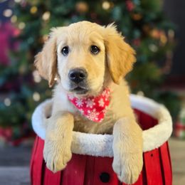 Edith - Golden female Golden Retriever puppy in Great Falls, Montana from VS Golden Fields