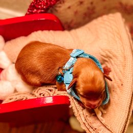 F1B Goldendoodle Teddy - Red  male Goldendoodle puppy in Redding, California from Casa Delarosa Poodles & Doodles Collective