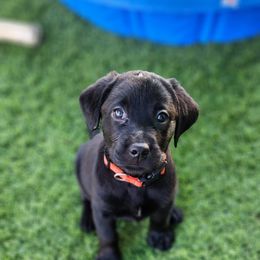 Labrador Retriever Puppies from Steele Caliber Retrievers