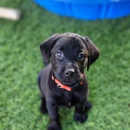 Labrador Retriever Puppies from Steele Caliber Retrievers