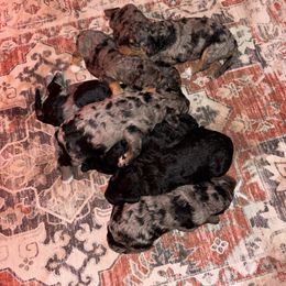 Bernedoodle puppies from Donciedoodlesohio.com