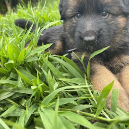 German Shepherd Puppies from Oahu German Shepherds