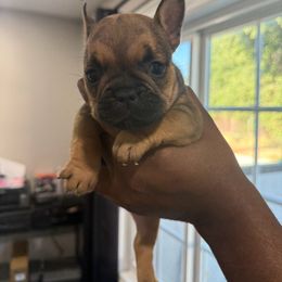 Diva - Tricolors female French Bulldog puppy in Whittier, California from West Coast Bullies & Frenchies