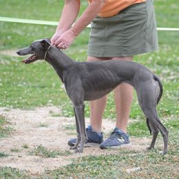 Whippet All Grown Up from Jamminwhippets