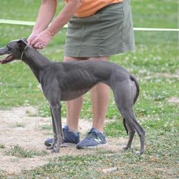 Whippet All Grown Up from Jamminwhippets